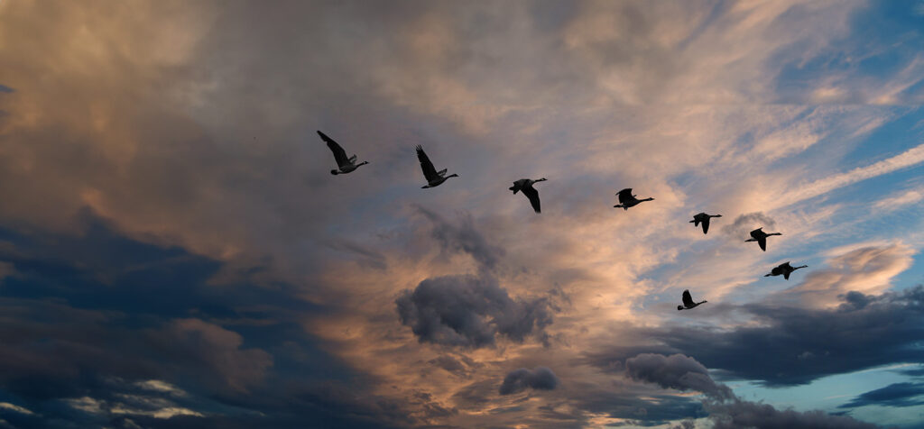 Birds flying in a v across a sunset sky.